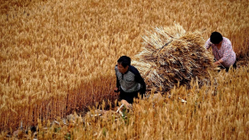 Китай в 2024 году сохранит рекордные темпы импорта зерновых и масличных